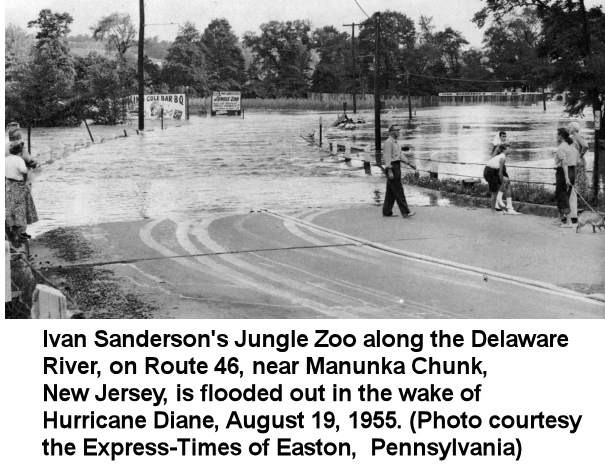 Ivan Sanderson's Zoo Flooded out August 19, 1955