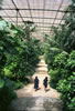Portugal Greenhouse 1997